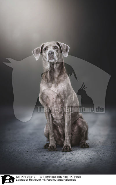 Labrador Retriever mit Farbmutantenalopezie / Labrador Retriever with colour dilution alopecia / KFI-01817