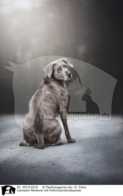 Labrador Retriever mit Farbmutantenalopezie / Labrador Retriever with colour dilution alopecia / KFI-01818