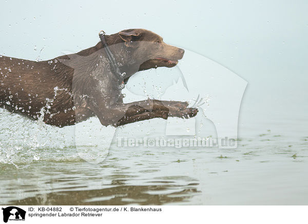 springender Labrador Retriever / jumping Labrador Retriever / KB-04882
