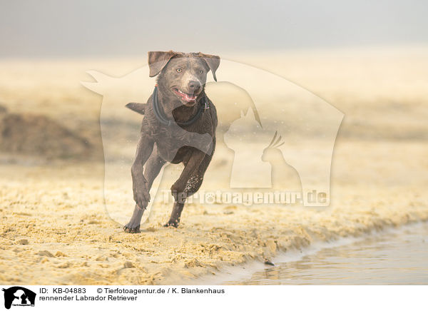 rennender Labrador Retriever / KB-04883