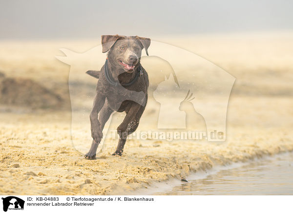 rennender Labrador Retriever / running Labrador Retriever / KB-04883