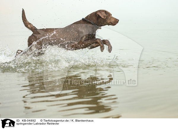 springender Labrador Retriever / jumping Labrador Retriever / KB-04892