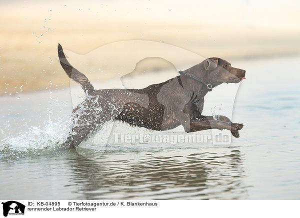 rennender Labrador Retriever / KB-04895