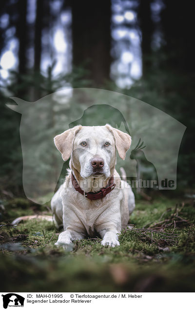 liegender Labrador Retriever / lying Labrador Retriever / MAH-01995