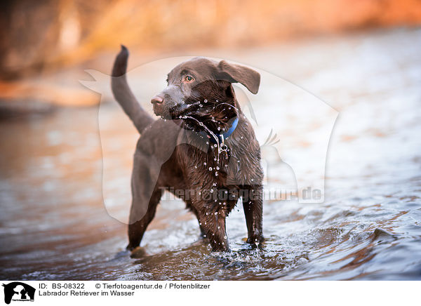Labrador Retriever im Wasser / Labrador Retriever in the water / BS-08322