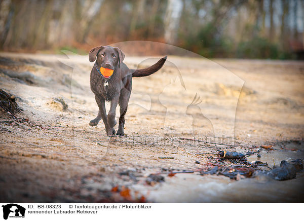 rennender Labrador Retriever / running Labrador Retriever / BS-08323