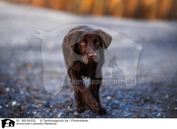 rennender Labrador Retriever / running Labrador Retriever / BS-08325
