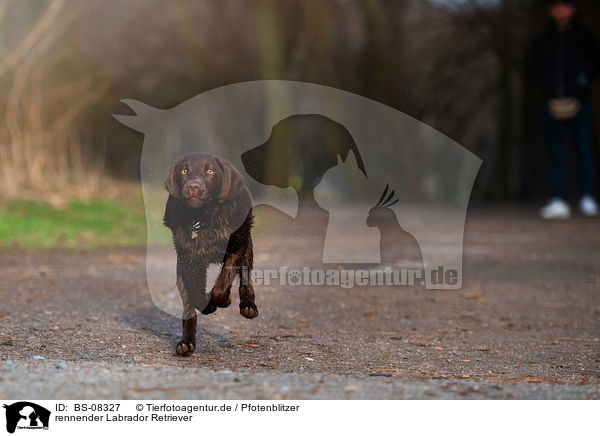 rennender Labrador Retriever / running Labrador Retriever / BS-08327