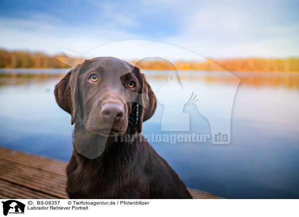 Labrador Retriever Portrait / Labrador Retriever portrait / BS-08357