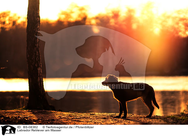 Labrador Retriever am Wasser / Labrador Retriever at the water / BS-08362