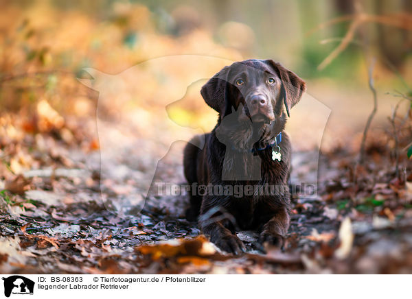 liegender Labrador Retriever / lying Labrador Retriever / BS-08363