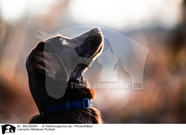 Labrador Retriever Portrait / Labrador Retriever portrait / BS-08364