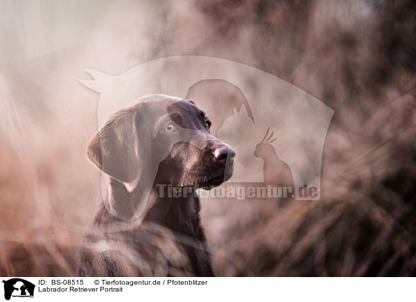 Labrador Retriever Portrait / Labrador Retriever portrait / BS-08515