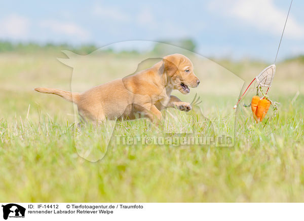 rennender Labrador Retriever Welpe / running Labrador Retriever Puppy / IF-14412