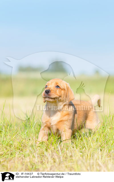 stehender Labrador Retriever Welpe / standing Labrador Retriever puppy / IF-14437