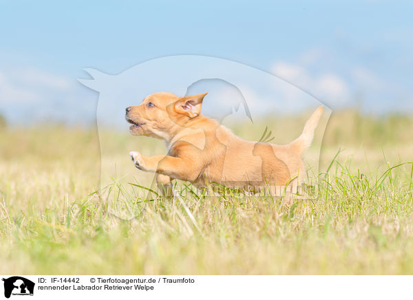 rennender Labrador Retriever Welpe / running Labrador Retriever Puppy / IF-14442