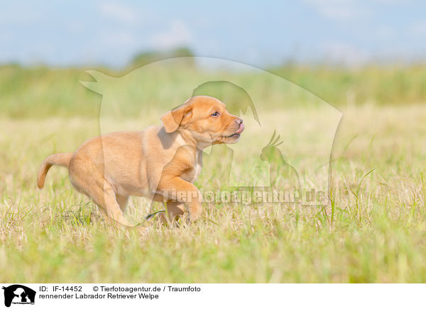rennender Labrador Retriever Welpe / running Labrador Retriever Puppy / IF-14452