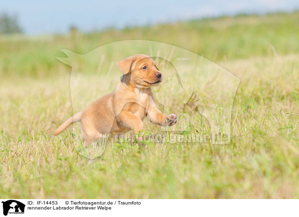 rennender Labrador Retriever Welpe / running Labrador Retriever Puppy / IF-14453