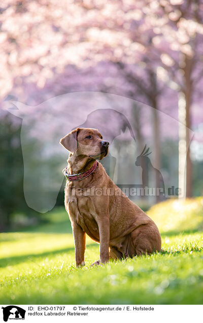 redfox Labrador Retriever / EHO-01797