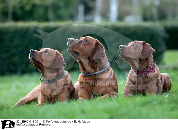 redfox Labrador Retriever / EHO-01800