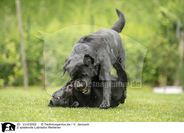 2 spielende Labrador Retriever / 2 playing Labrador Retriever / VJ-03092