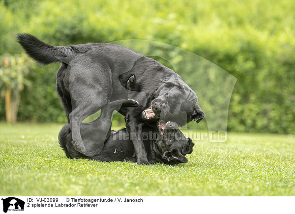 2 spielende Labrador Retriever / 2 playing Labrador Retriever / VJ-03099