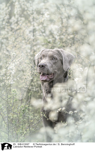 Labrador Retriever Portrait / SIB-01697