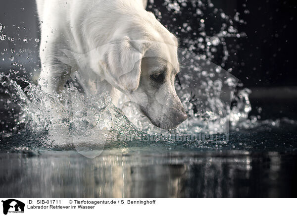 Labrador Retriever im Wasser / Labrador Retriever in the water / SIB-01711
