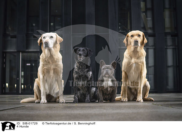 4 Hunde / 4 dogs / SIB-01729