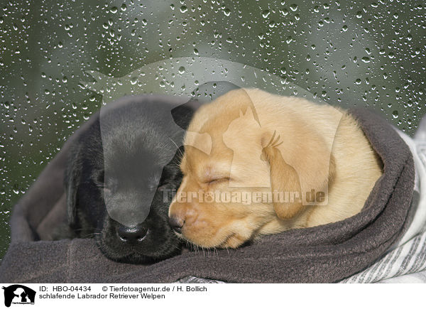 schlafende Labrador Retriever Welpen / sleeping Labrador Retriever puppies / HBO-04434