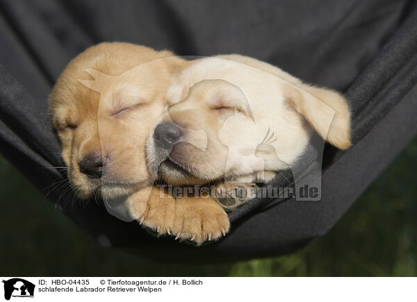 schlafende Labrador Retriever Welpen / HBO-04435