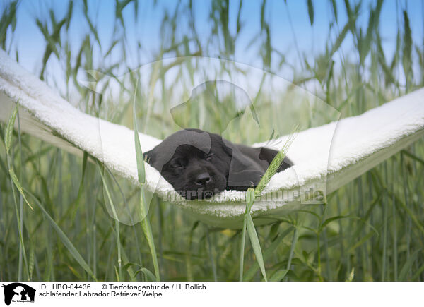 schlafender Labrador Retriever Welpe / sleeping Labrador Retriever puppy / HBO-04436