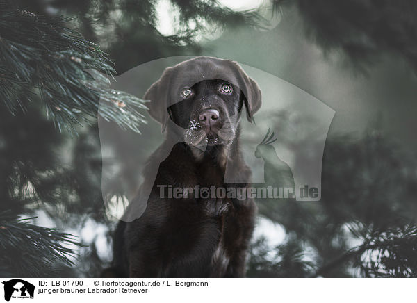 junger brauner Labrador Retriever / young brown Labrador Retriever / LB-01790
