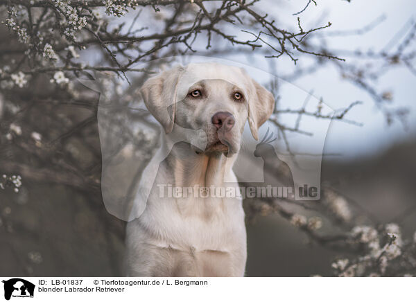 blonder Labrador Retriever / LB-01837