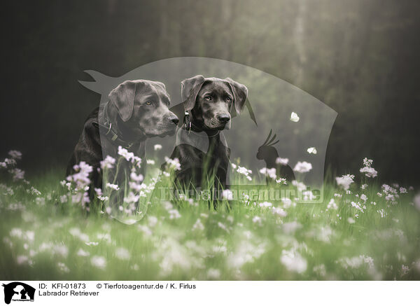 Labrador Retriever / KFI-01873