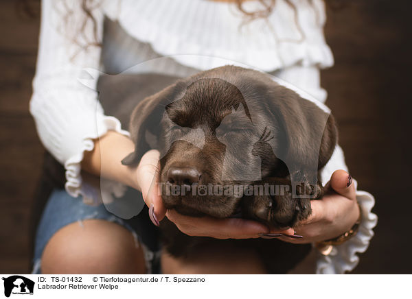 Labrador Retriever Welpe / Labrador Retriever Puppy / TS-01432