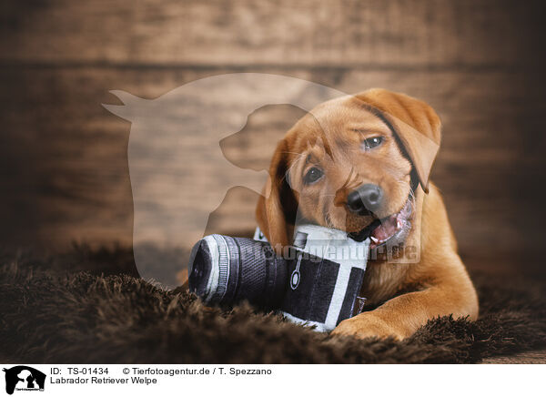 Labrador Retriever Welpe / TS-01434