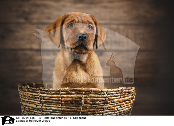 Labrador Retriever Welpe / Labrador Retriever Puppy / TS-01435
