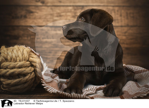 Labrador Retriever Welpe / Labrador Retriever Puppy / TS-01437
