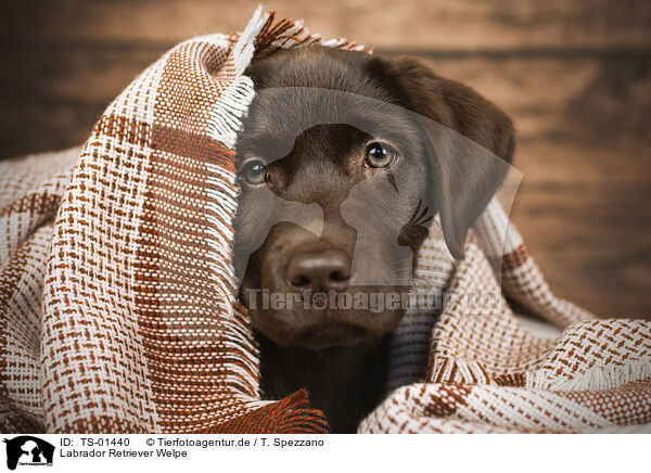 Labrador Retriever Welpe / Labrador Retriever Puppy / TS-01440