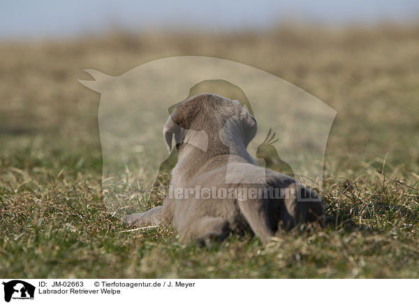 Labrador Retriever Welpe / JM-02663