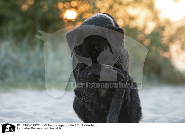Labrador Retriever schmt sich / shaming Labrador Retriever / EHO-01922