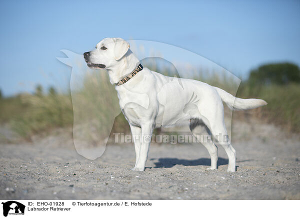 Labrador Retriever / EHO-01928