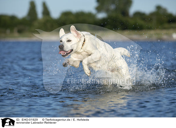 rennender Labrador Retriever / running Labrador Retriever / EHO-01929