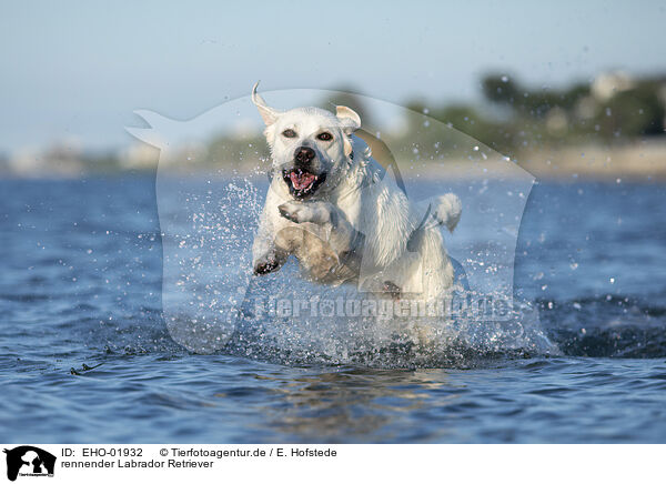rennender Labrador Retriever / EHO-01932