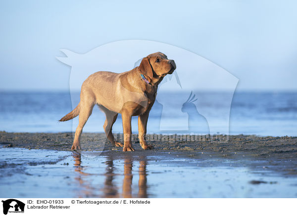 Labrador Retriever / EHO-01933
