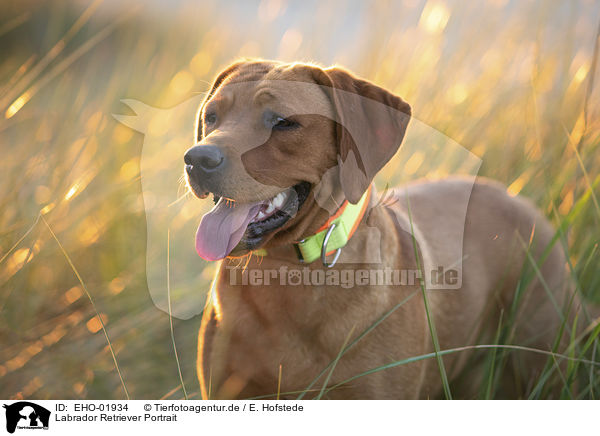 Labrador Retriever Portrait / EHO-01934
