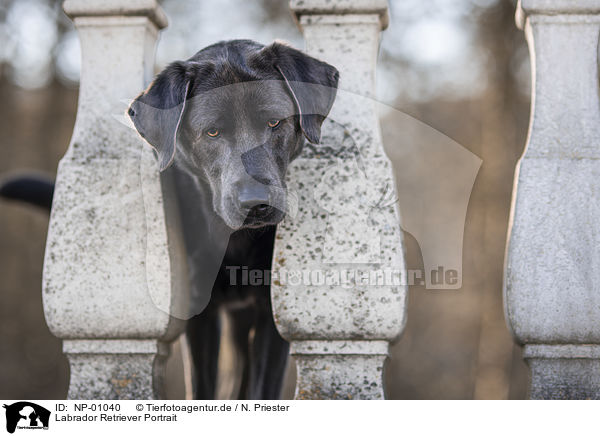 Labrador Retriever Portrait / Labrador Retriever Portrait / NP-01040
