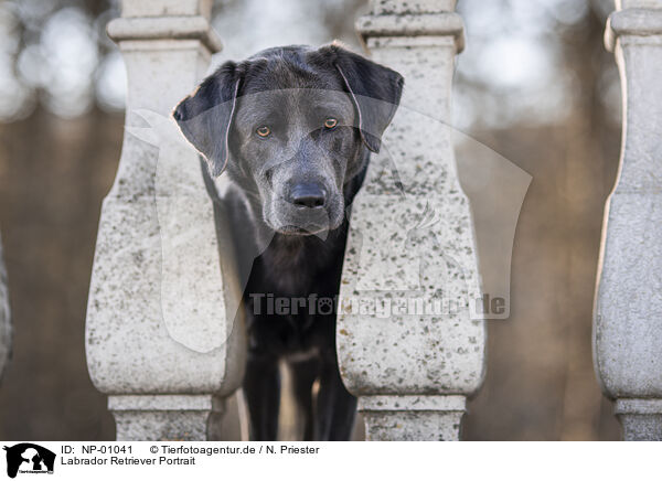 Labrador Retriever Portrait / NP-01041