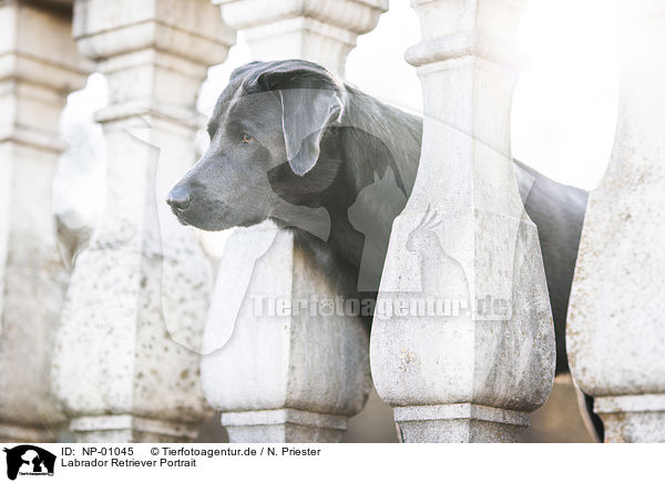 Labrador Retriever Portrait / Labrador Retriever Portrait / NP-01045